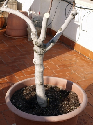 Pruned fig tree