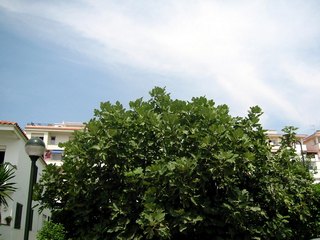 Fig Tree Setjola in Sitges ( Barcelona ) 160 feet from sea