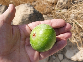Fig harvested in Maella