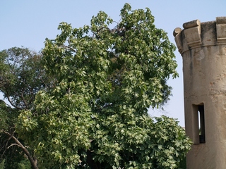 Fig tree on side of an antique tower of windmill to draw water. Sant Boi de Llobregat