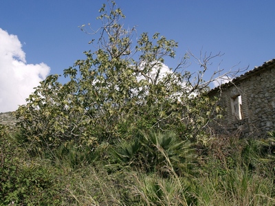 14- October 2007, last years of a old fig in the arid region of Garraf.