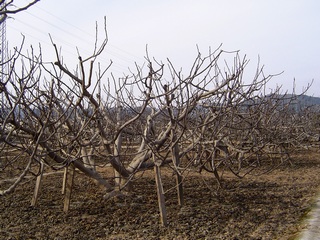 Fig-tree orchard of Coll de Dama a Sant Boi, February 2004 