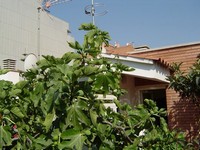 Coll de dama fig tree in my terrace