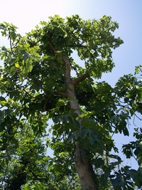 Fig tree Coll de Dama in Vallés Oriental ( Barcelona) 