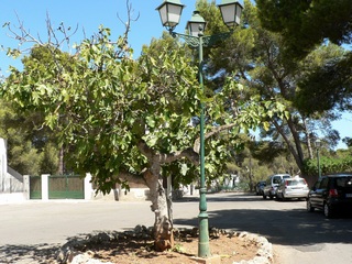 Black Burjassot Fig-tree in Cala d'or ( Mallorca ) 2006 