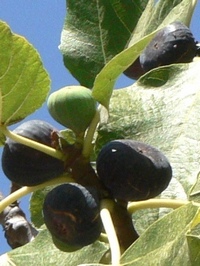 Bourjassot Fig